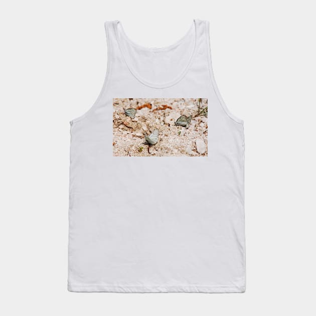 Aporia Crataegi Butterflies Tank Top by jojobob